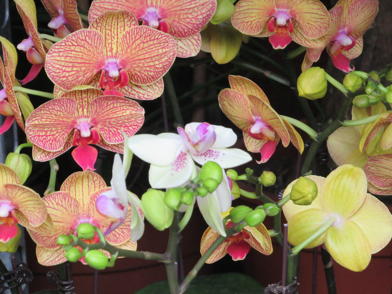 Different Orchids