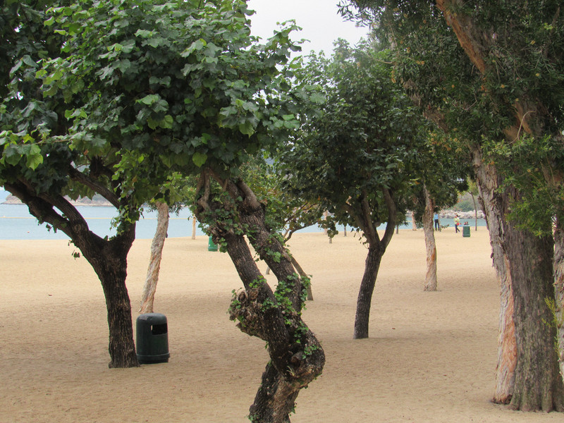 Beach with Trees