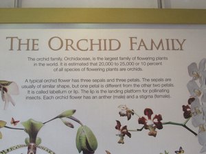 Orchid Family