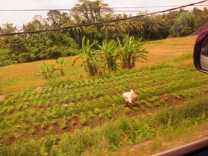 Rice Fields - photo taken out  the window