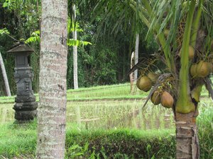 Temple Shrine, Rice Terrace and Coconut Tree