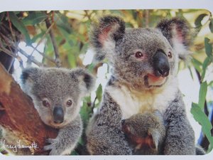 Koala (not Bear)