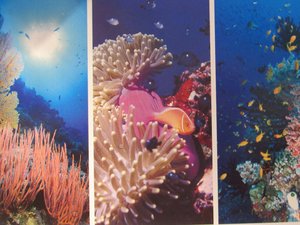 Post card - Great Barrier Reef