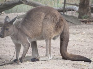 What&#39;s Australia without a Kangaroo photo?