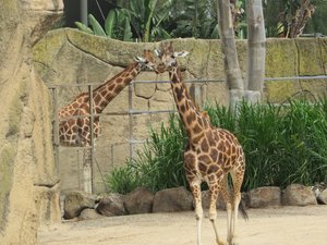 Giraffe - Melbourne Zoo