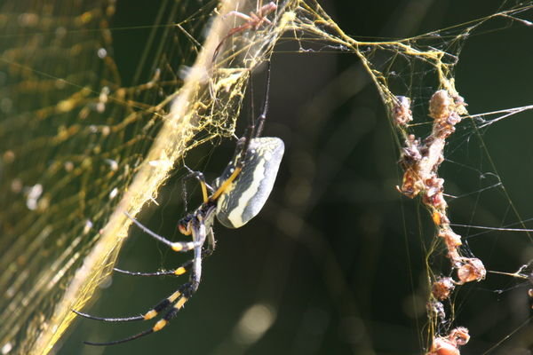 golden orb web spider with garbage line in the background
