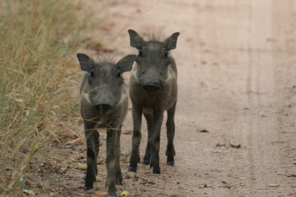 funny young warthogs