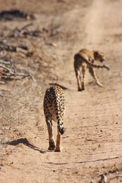 cheetah walking down the kapama fence line