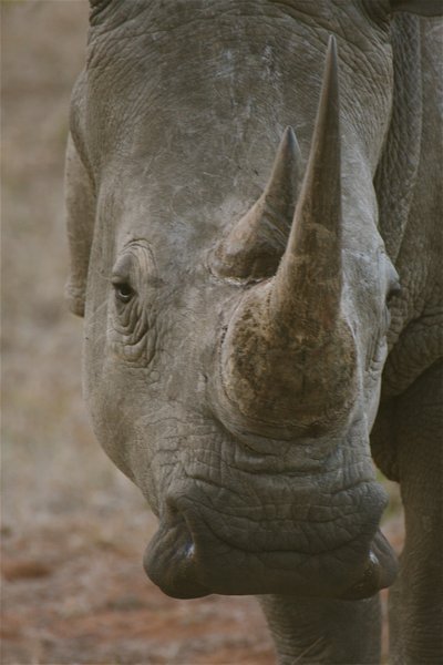 rhino - jubejube