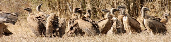 vultures at the carcass
