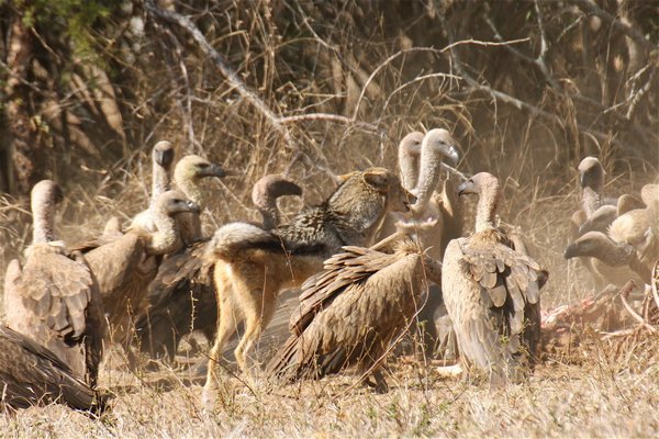 jackal fighting with the vultures