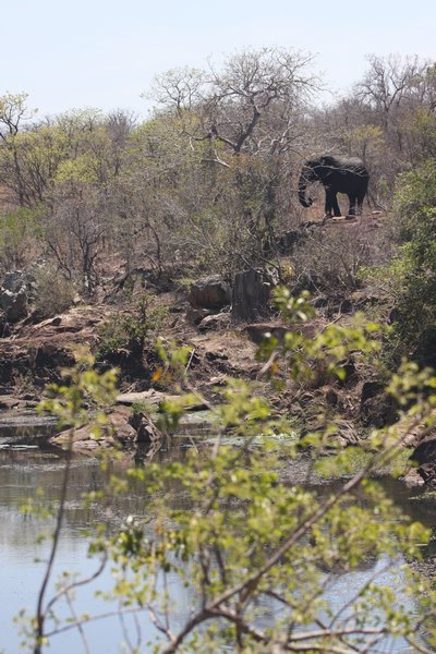 elephant at the lodge