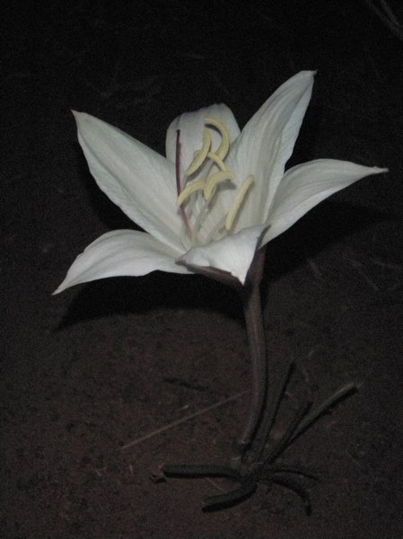 an other white flower