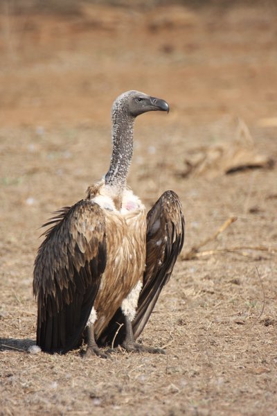w.b.vulture