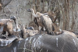 vultures on an elephant carcass