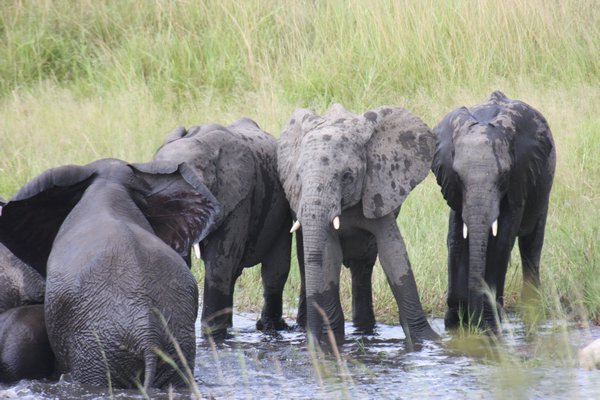elephants in kruger