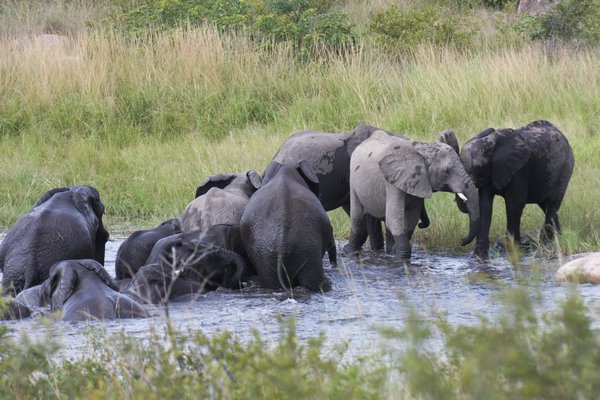 elephants in kruger