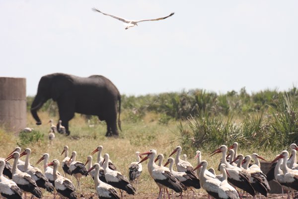 white storks with elephants