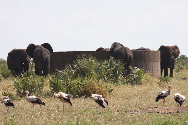 more white storks with elephants