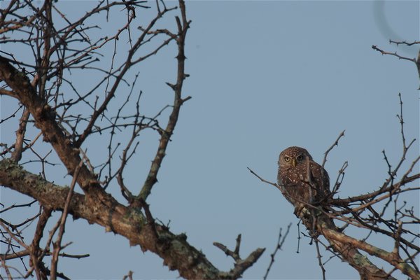 pearl spotted owlet in kruger