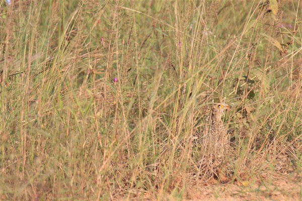 can you see the double banded sand grouse?