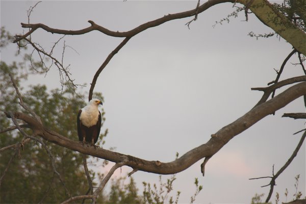 one of the fish eagles