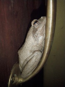 the kitchen frog