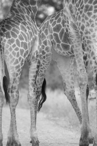 2010_05_30 KNP giraffe legs