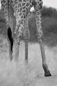 2010_05_30 KNP giraffe legs