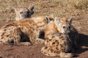 2010_05_30 KNP hyenas