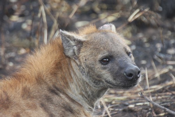 KNP hyaena