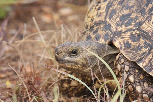 KNP leopard tortoise