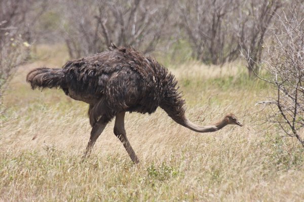 KNP female ostrich