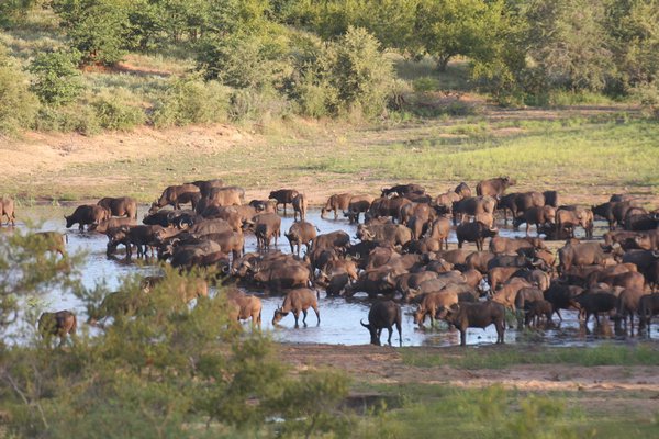 KNP buffalos at the water