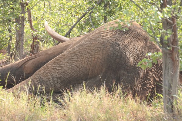 KNP dying elephant