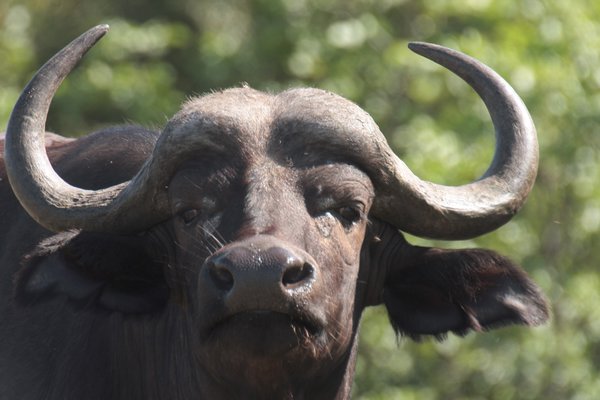 KNP buffalo