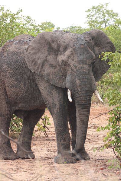 KNP an other elephant
