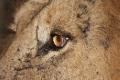 KNP lion close up