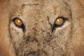 KNP lion close up