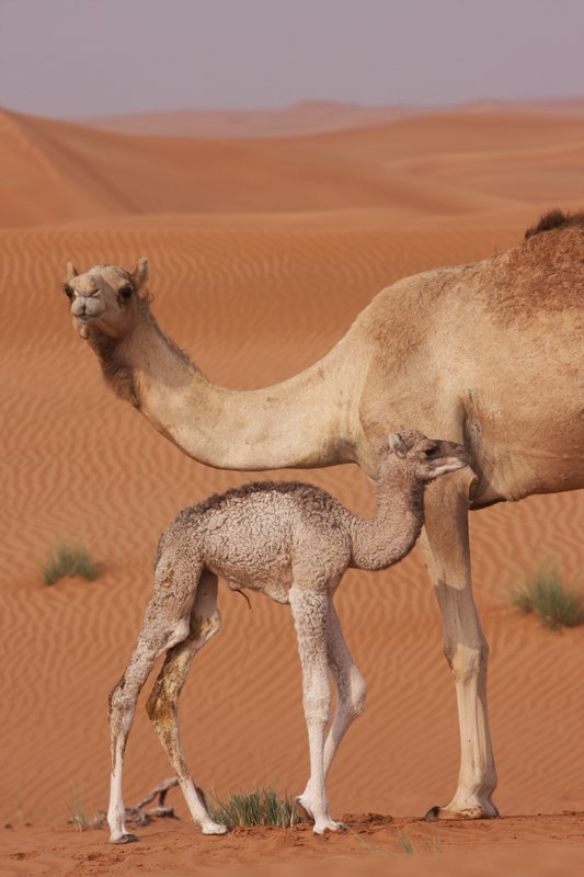 new born camel 
