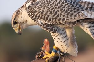falcon eating