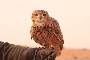 oscar the owl