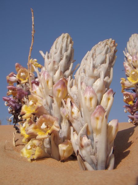 desert hyacint