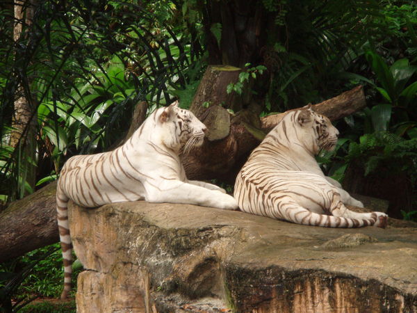 Lovely white tigers
