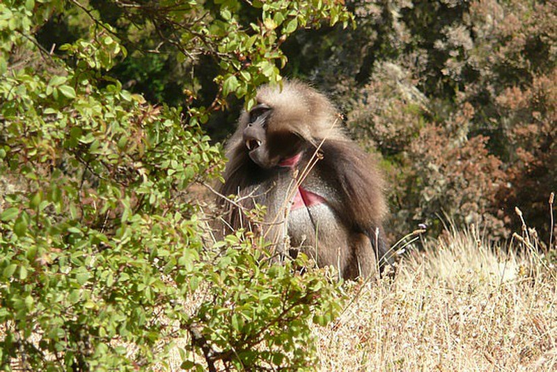 Gelada Baboons along the way to Geech Camp