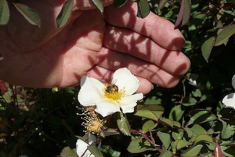 Trekking in the Simiens - endemic rose