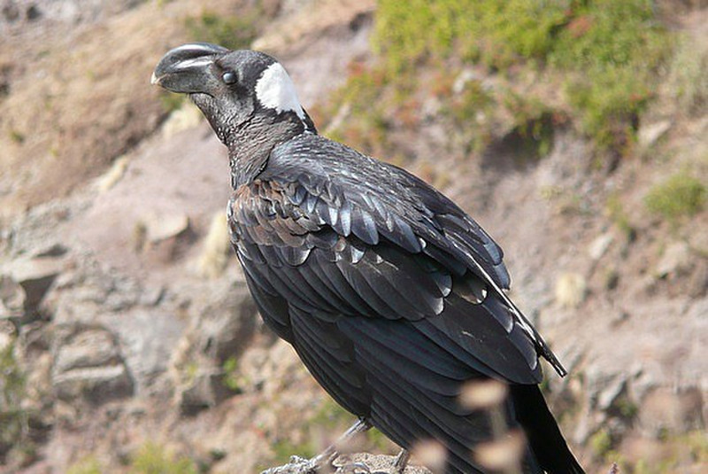 Big Billed Raven