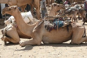 Camels at rest