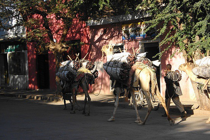  street camels in Dire Dawa