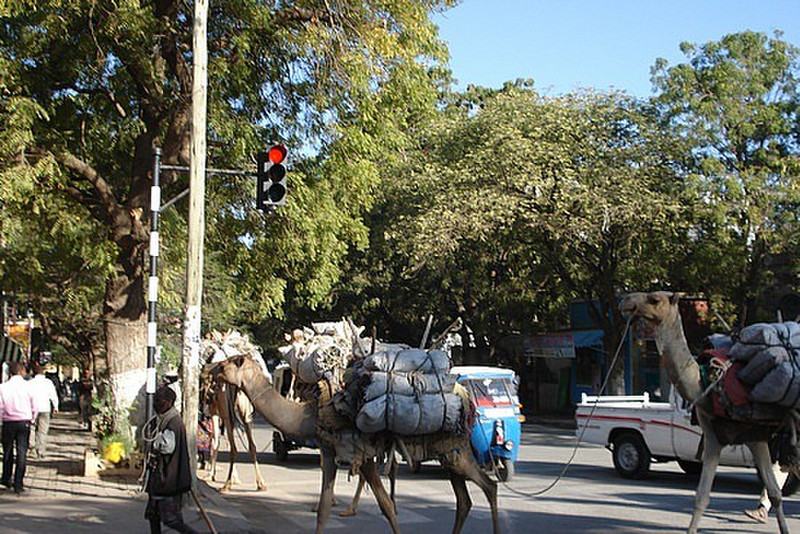 camel running red light